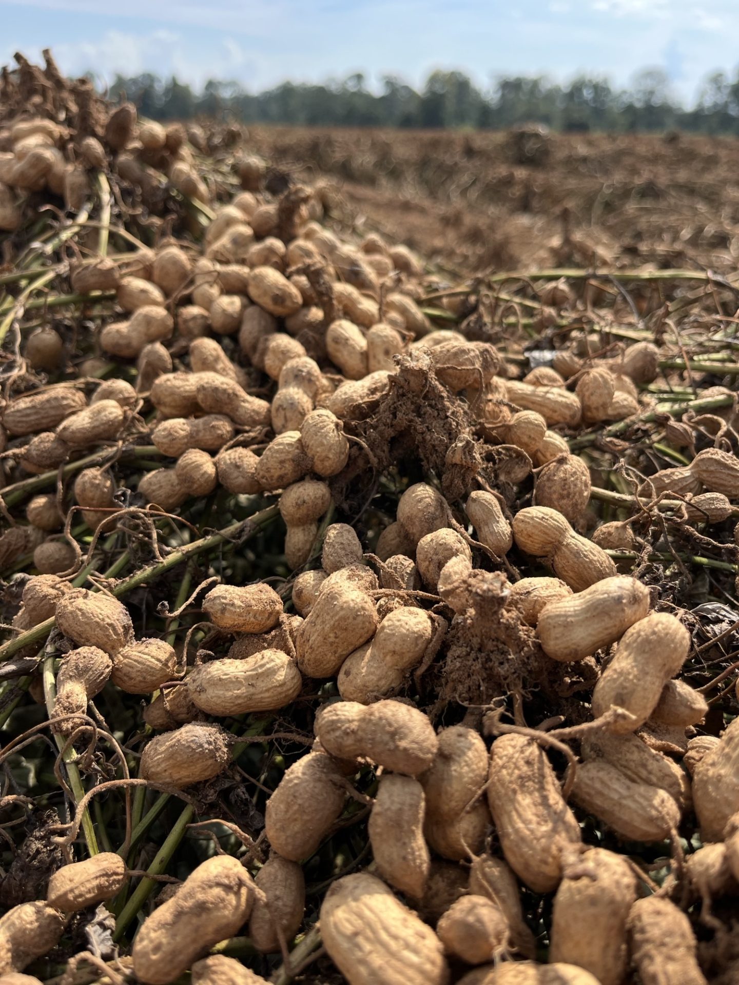 Featured image for “USDA to Issue Second SDRP Payment, Extends Deadline”