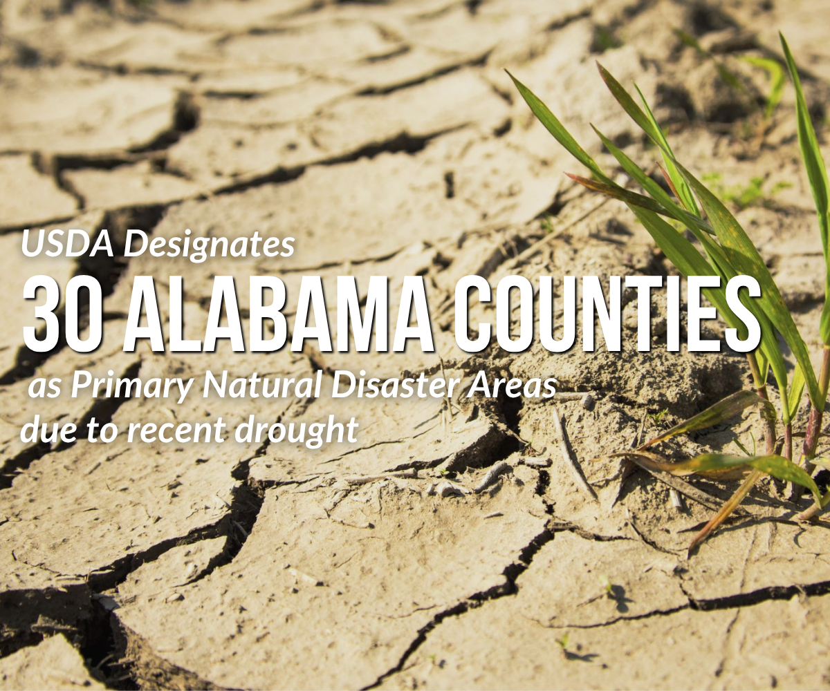 Featured image for “USDA Designates 30 Alabama Counties as Primary Natural Disaster Areas”