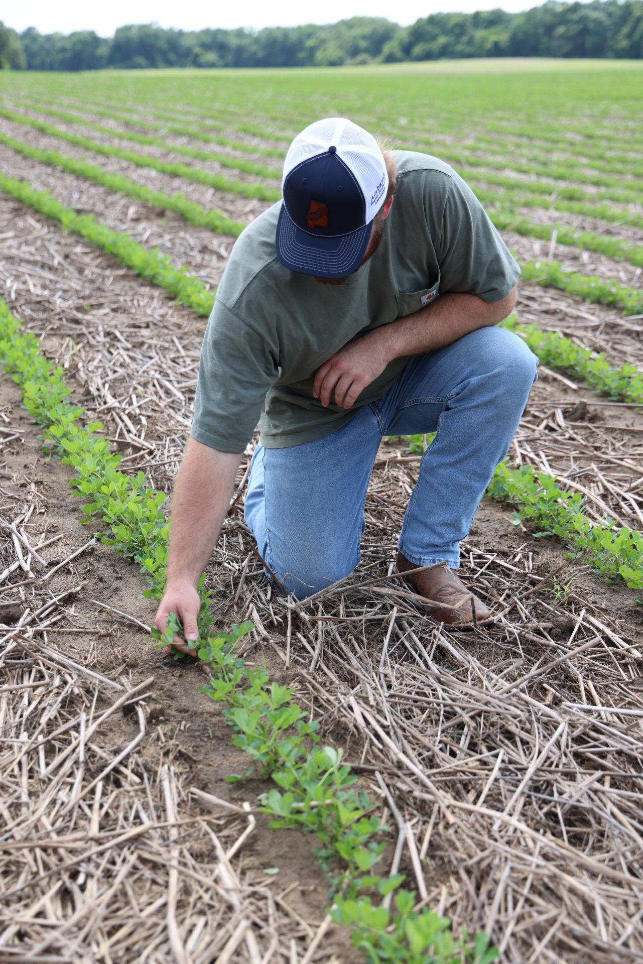 Featured image for “LCB Borer and Cotton Jassid Detected in Alabama Crops”